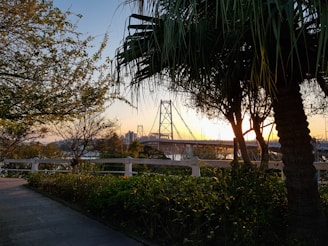 green trees near white fence during daytime