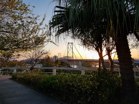 green trees near white fence during daytime