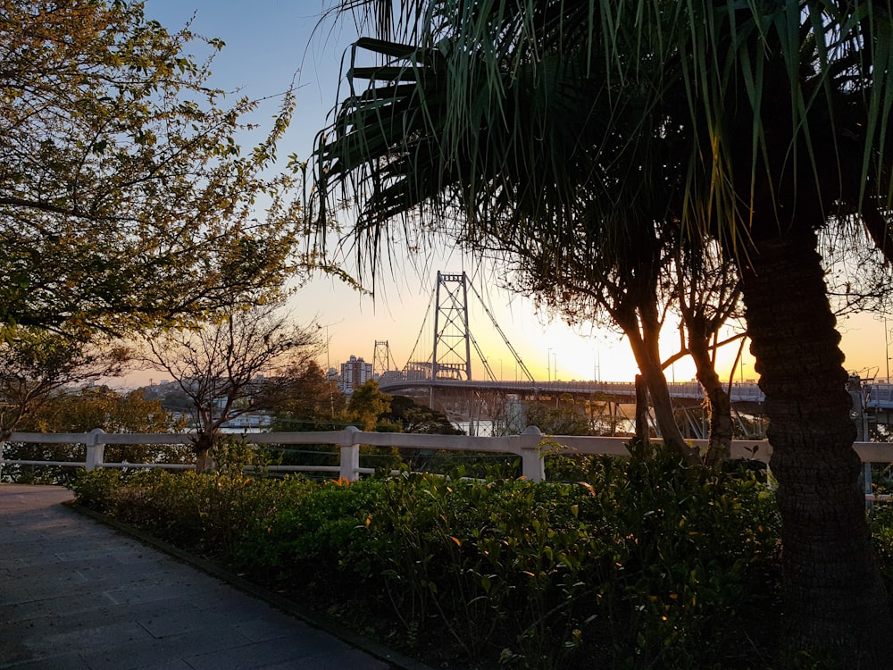 Árboles verdes cerca de la cerca blanca durante el día