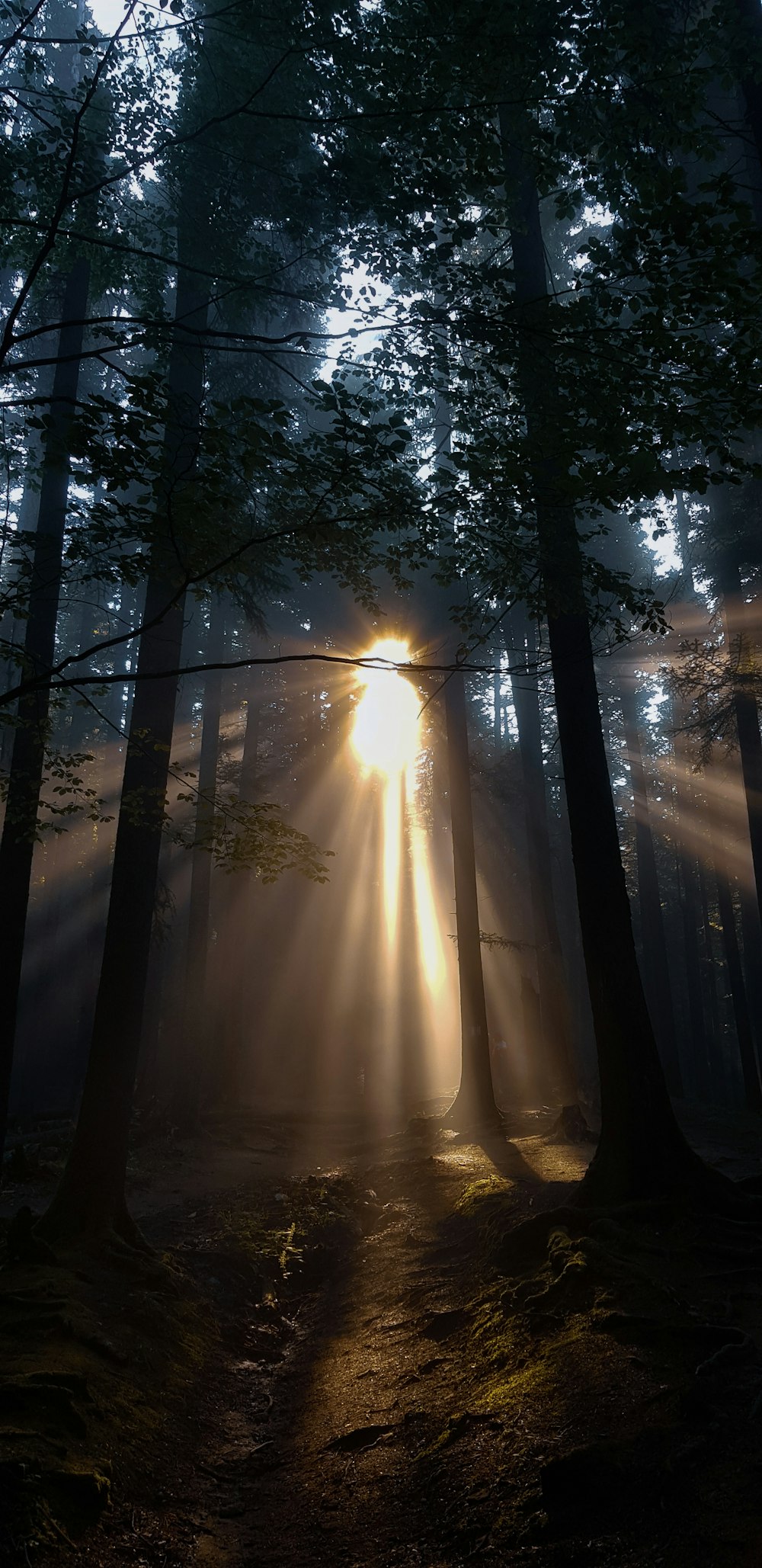 Rayos de sol que atraviesan los árboles