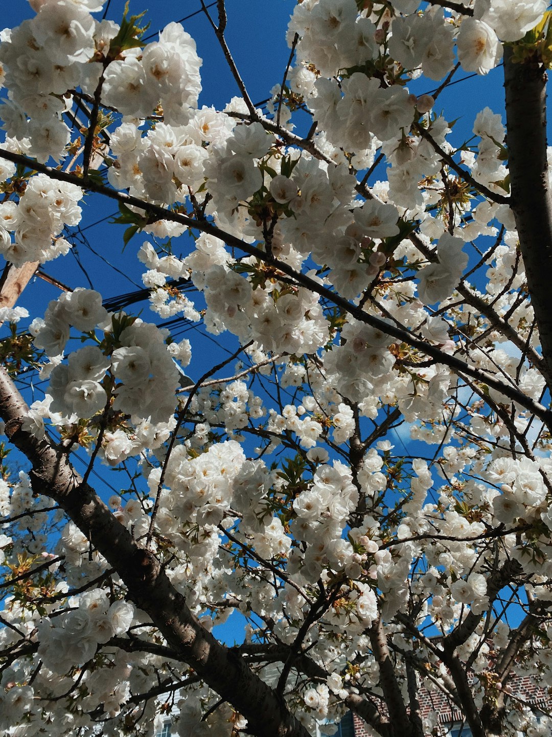 white cherry blossom tree during daytime