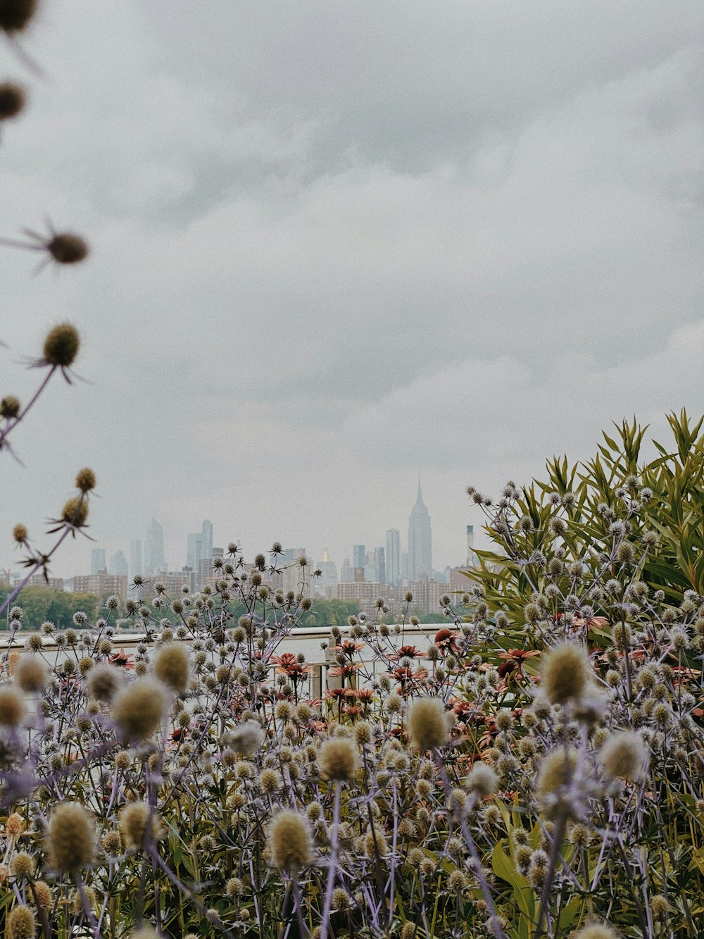 white and brown flower field during daytime