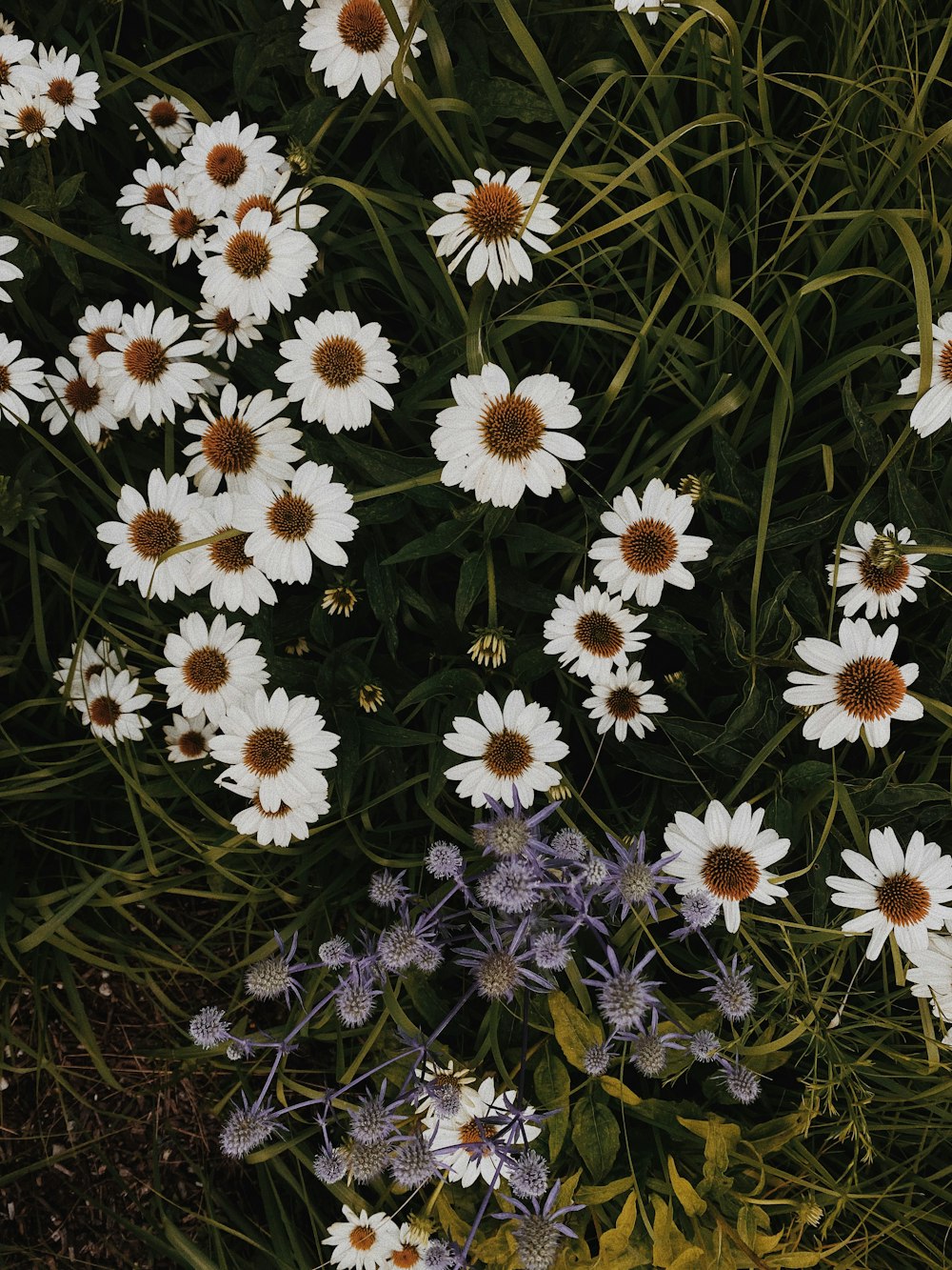 lila und weiße Blüten tagsüber