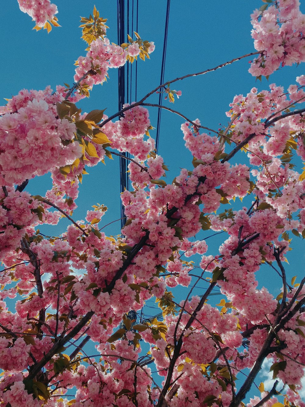 albero di ciliegio rosa in fiore durante il giorno