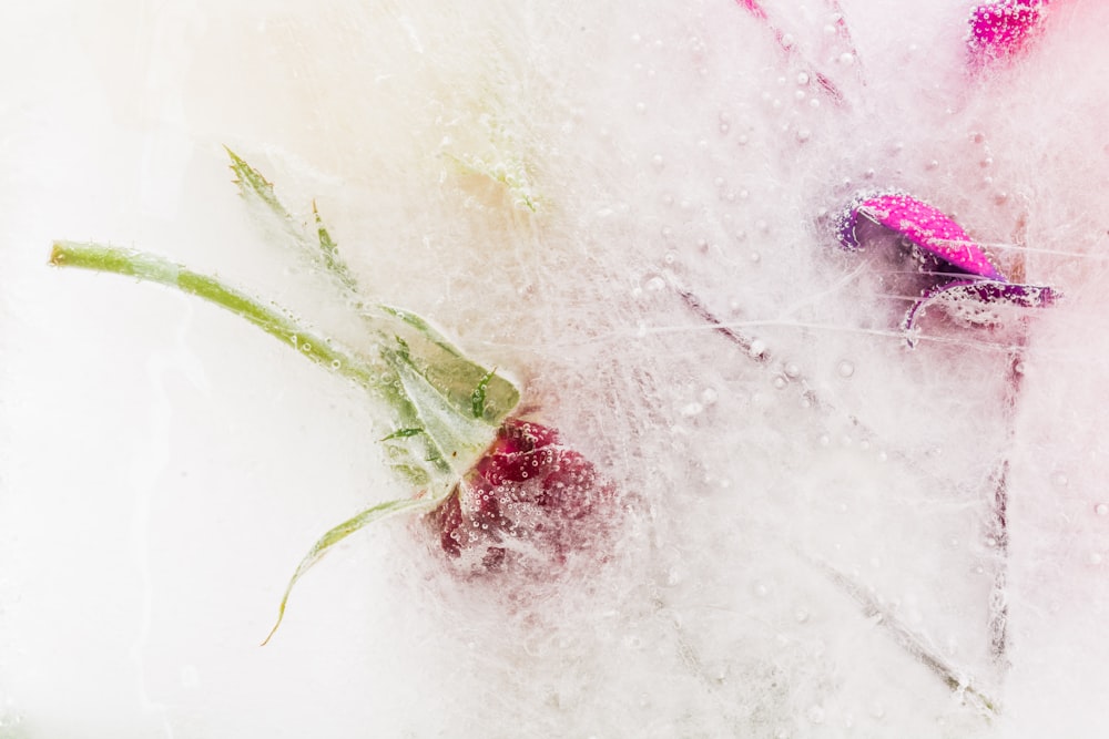 white and pink flower petals