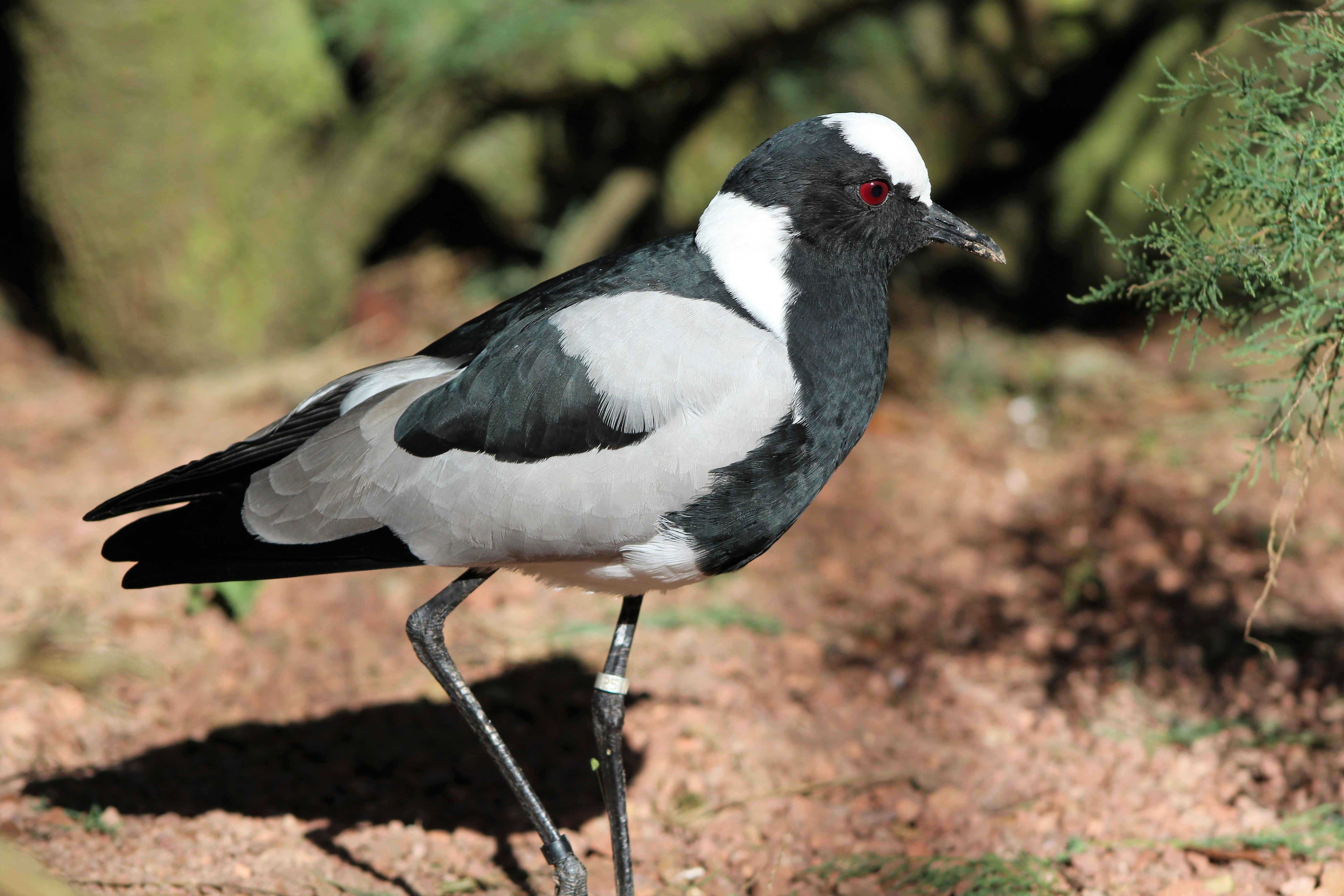 Photo by prgriffiths