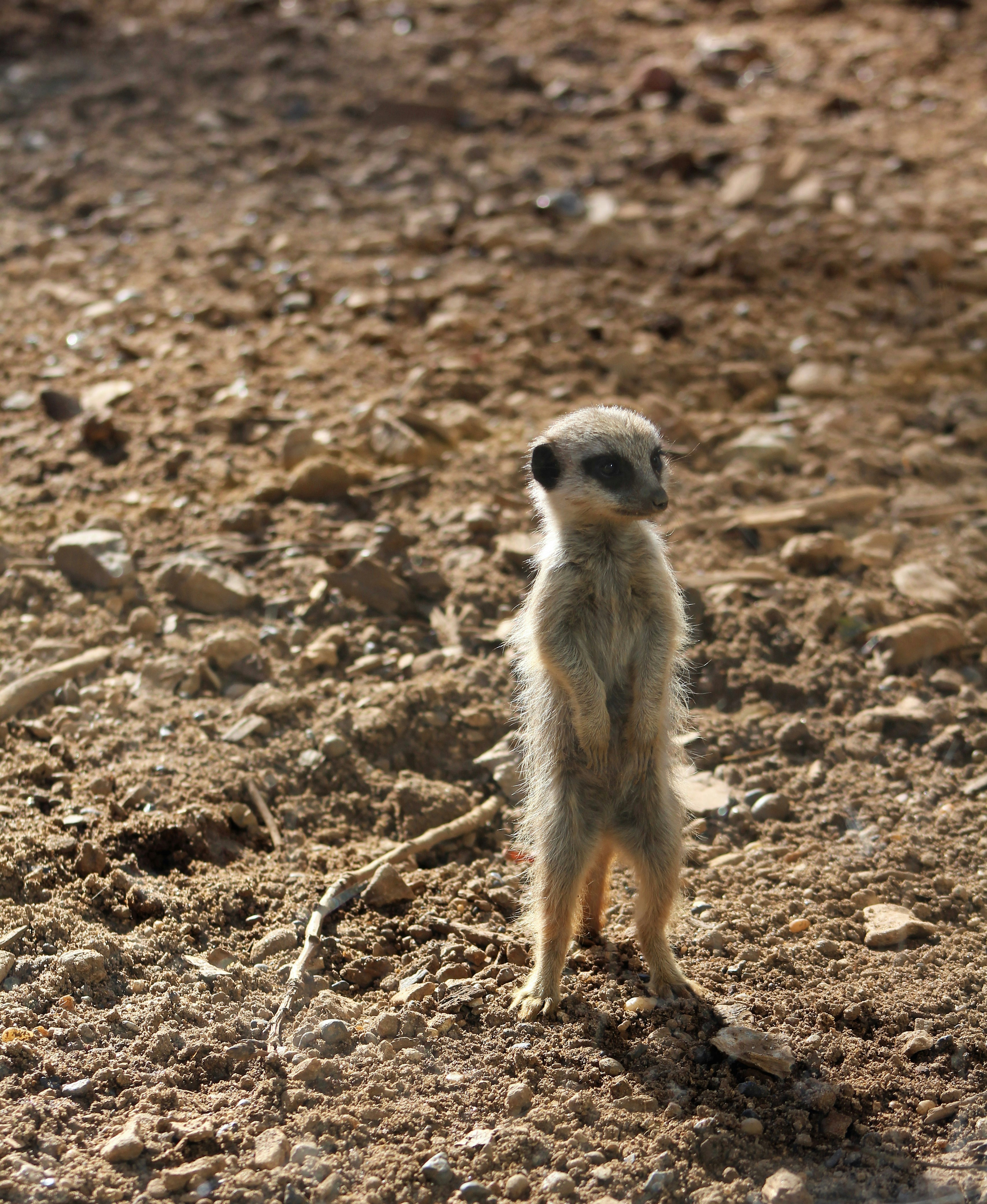 茶色の土に茶色と白の動物の写真 Unsplashで見つけるミーアキャットの無料写真