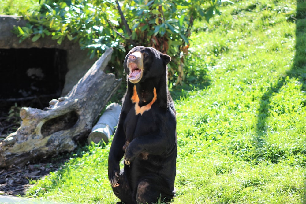 black and brown short coated dog sitting on green grass during daytime