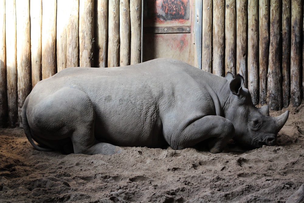 gray rhinoceros on brown soil
