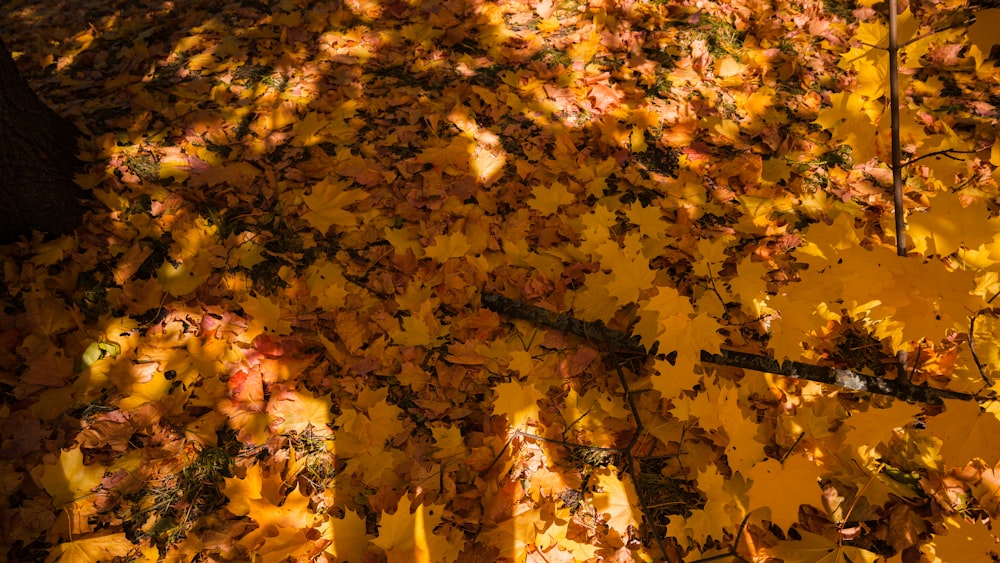 brown and yellow maple leaves