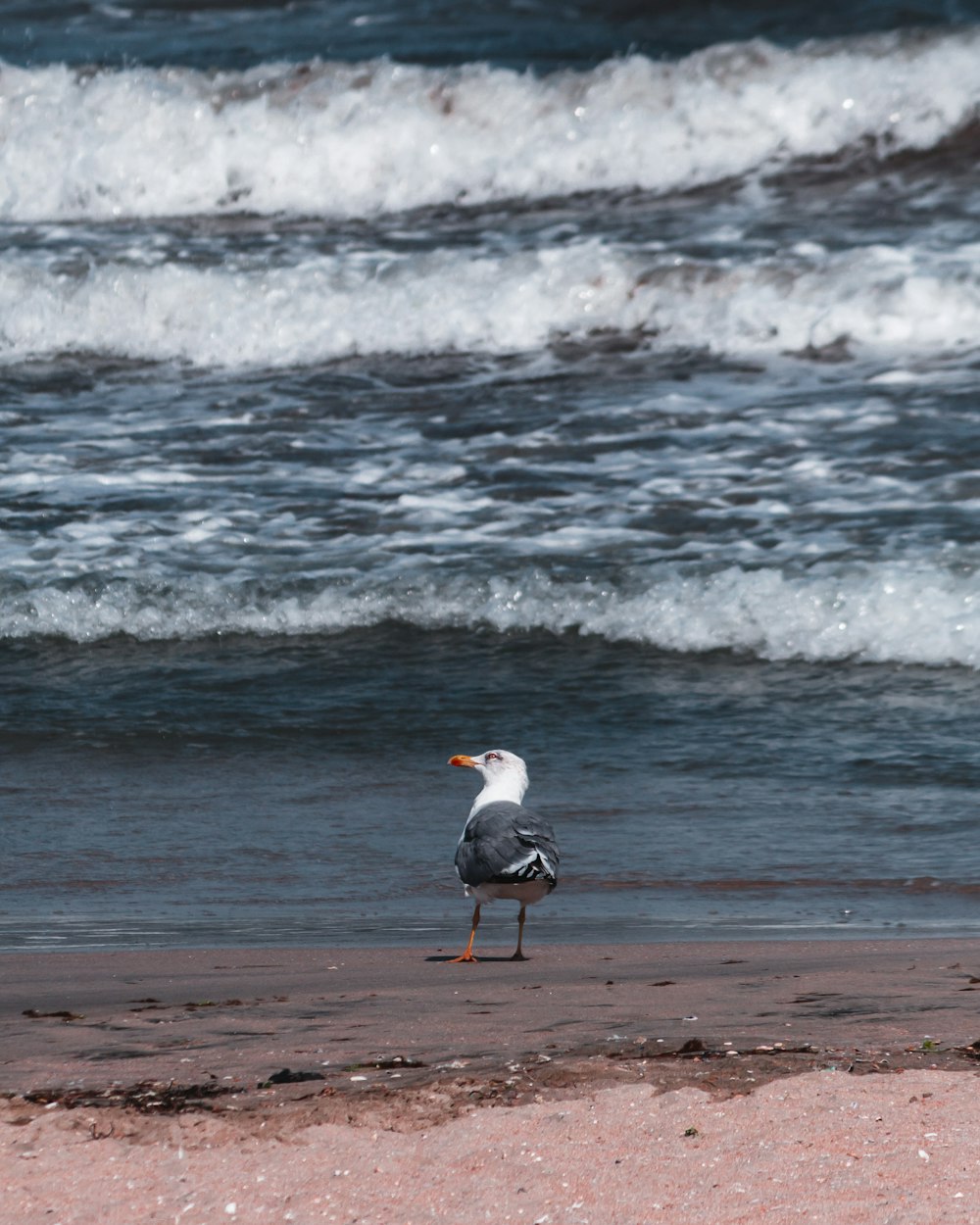 white and black bird on beach during daytime