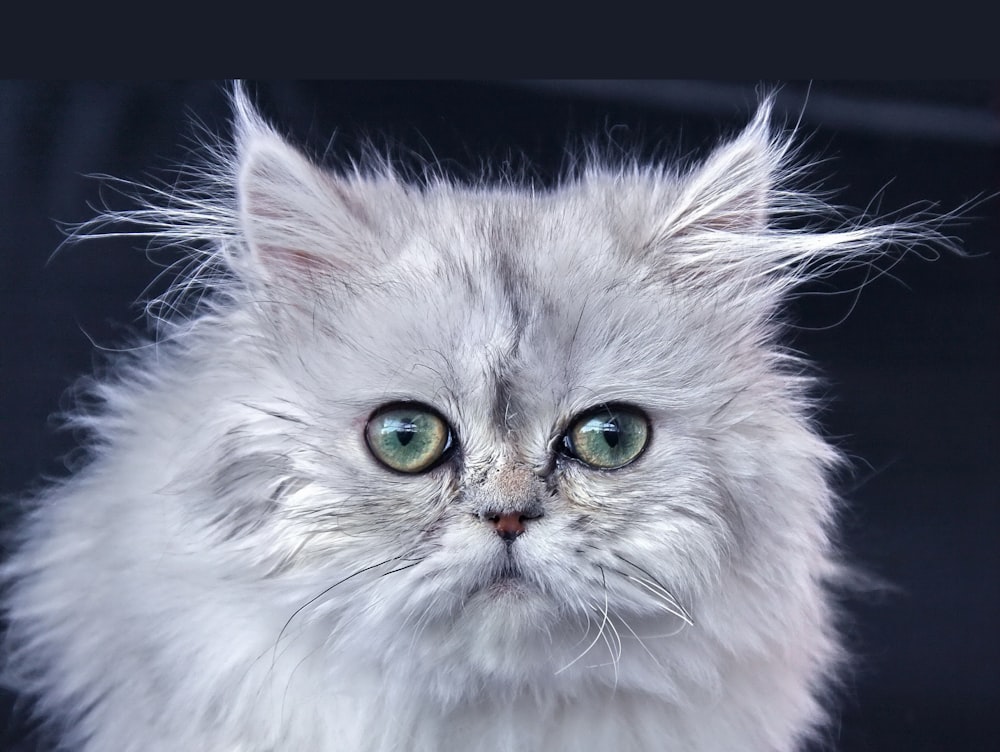 gato de pelaje largo blanco y gris