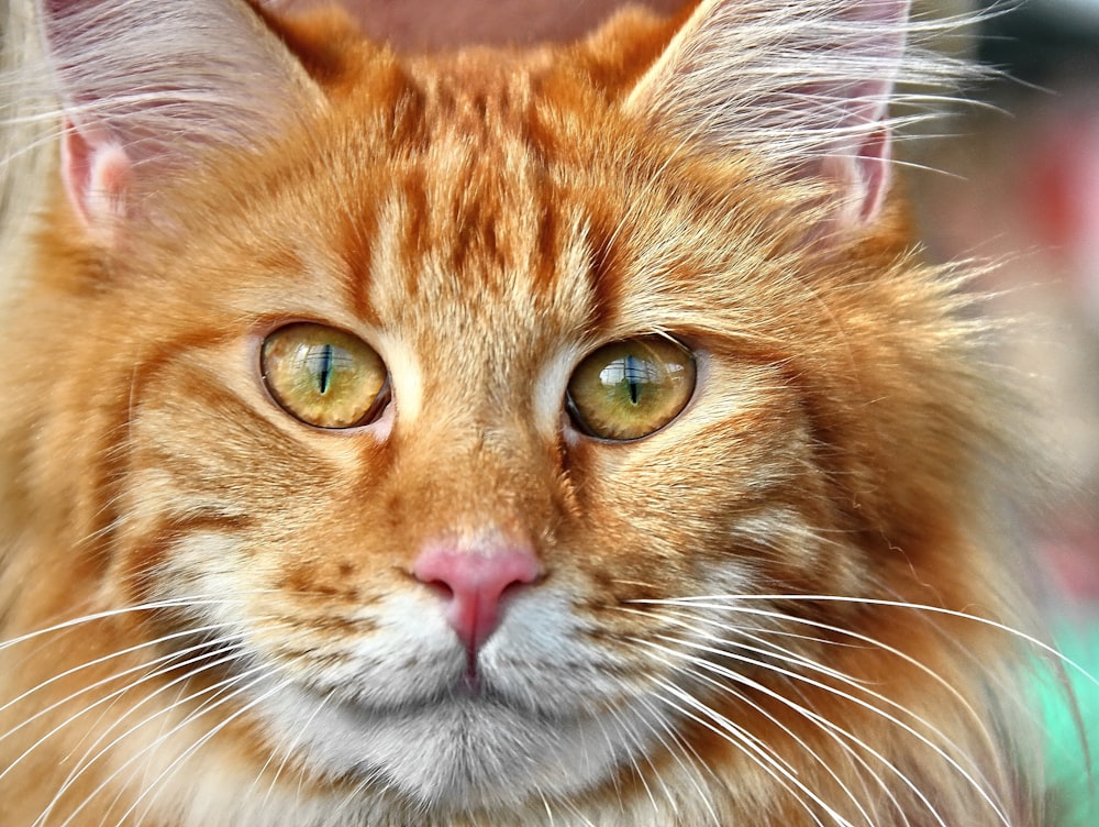 orange tabby cat in close up photography