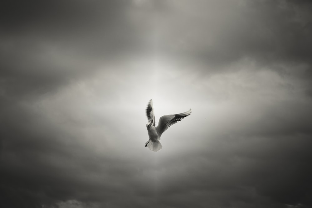 white bird flying in the sky