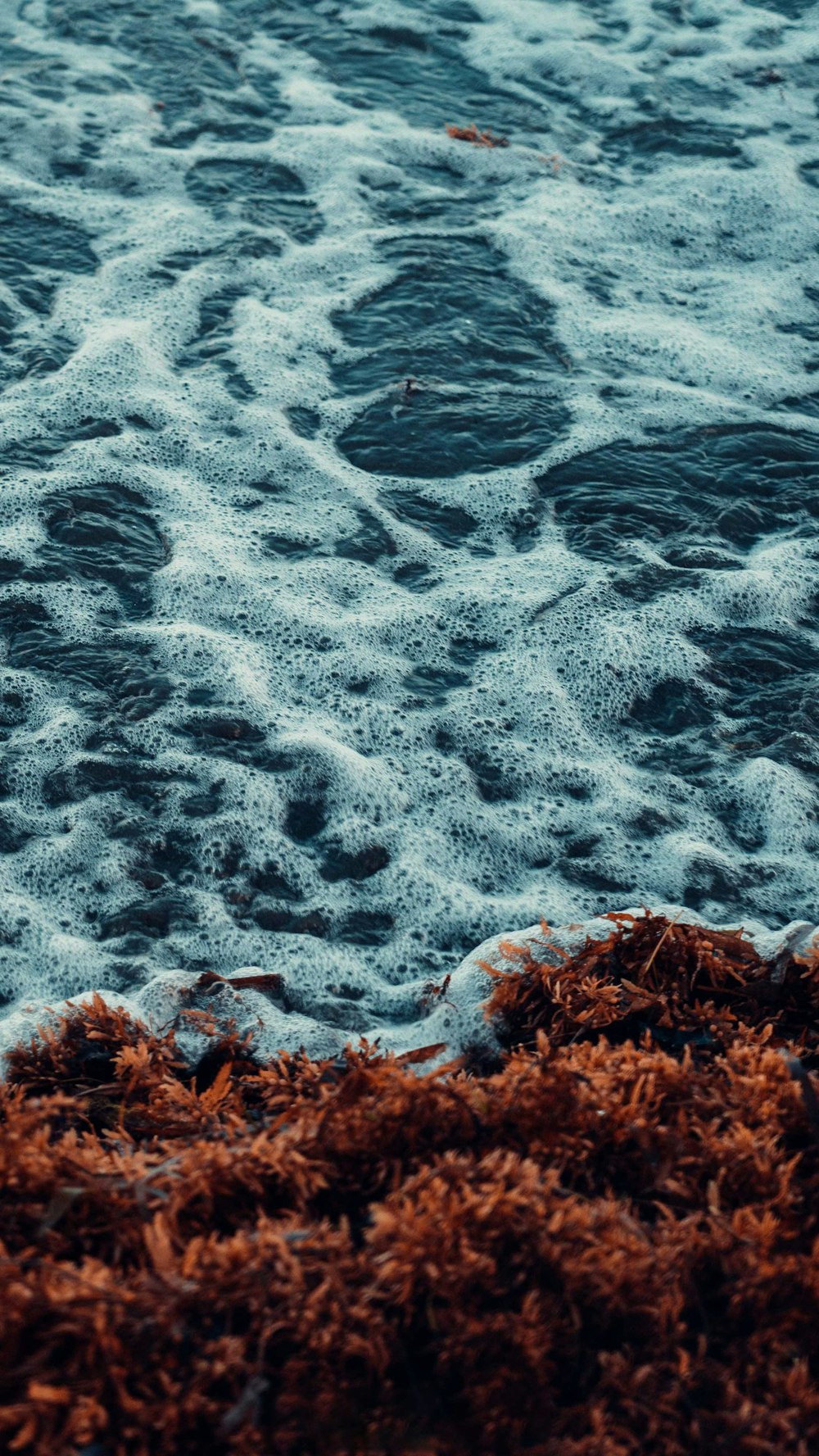 brown dried leaves on body of water