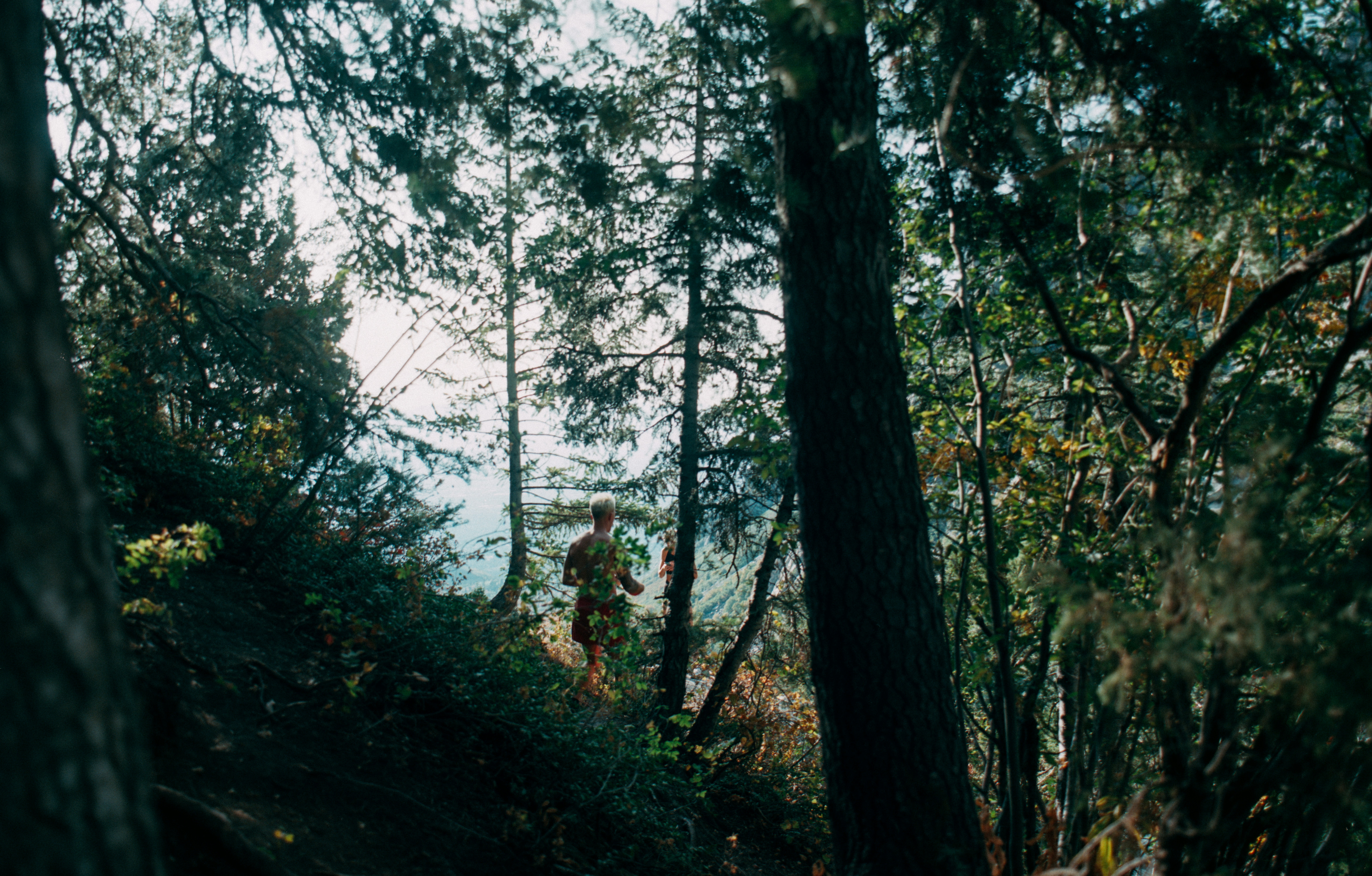 Choose from a curated selection of forest wallpapers for your mobile and desktop screens. Always free on Unsplash.