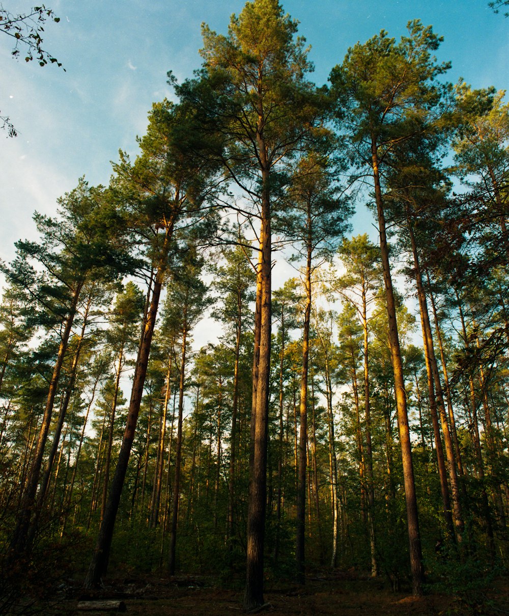 green and brown trees under blue sky during daytime