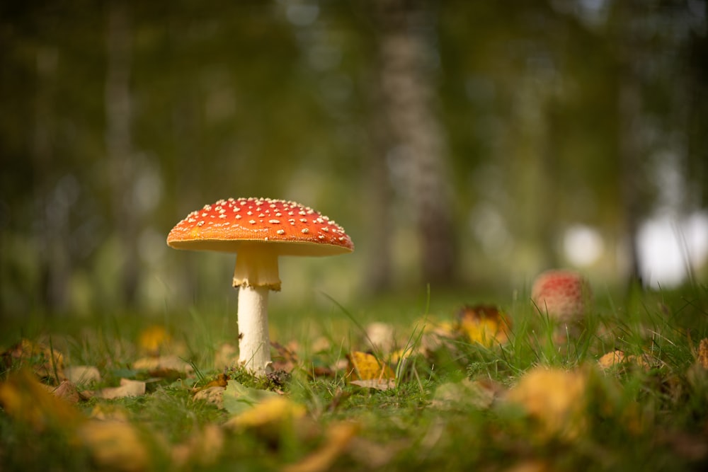 red and white mushroom in green grass field