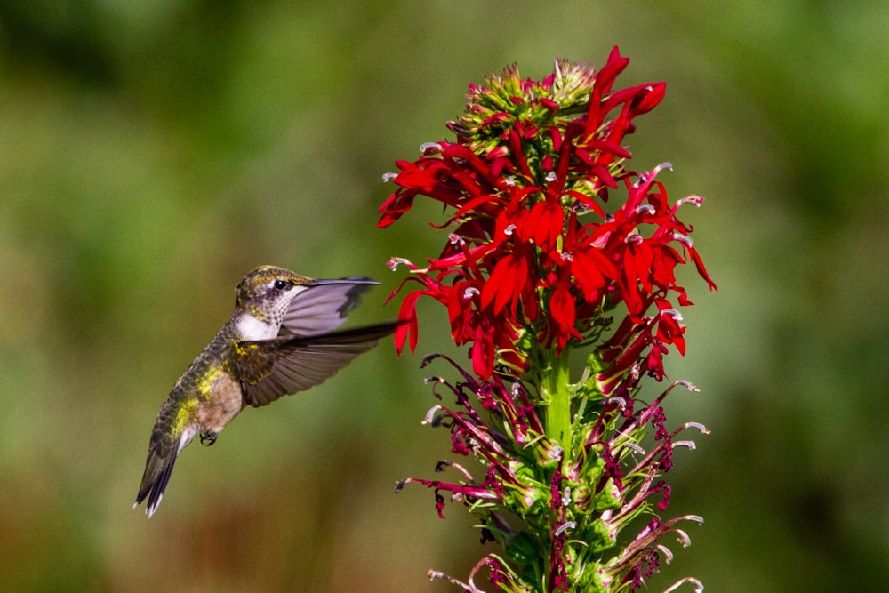 red and green bird flying near red flowers