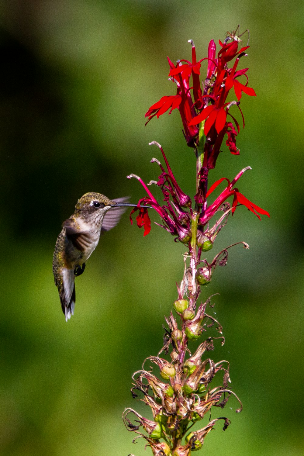 brown and black bird on green plant