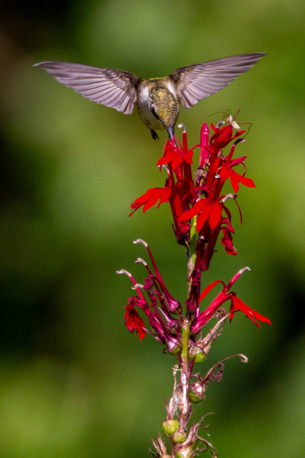 red and brown bird flying