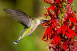 A close-up of a hummingbird hovering near a vibrant red flower.