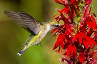 Close-up of a hummingbird hovering near a vibrant flower in the reserve.