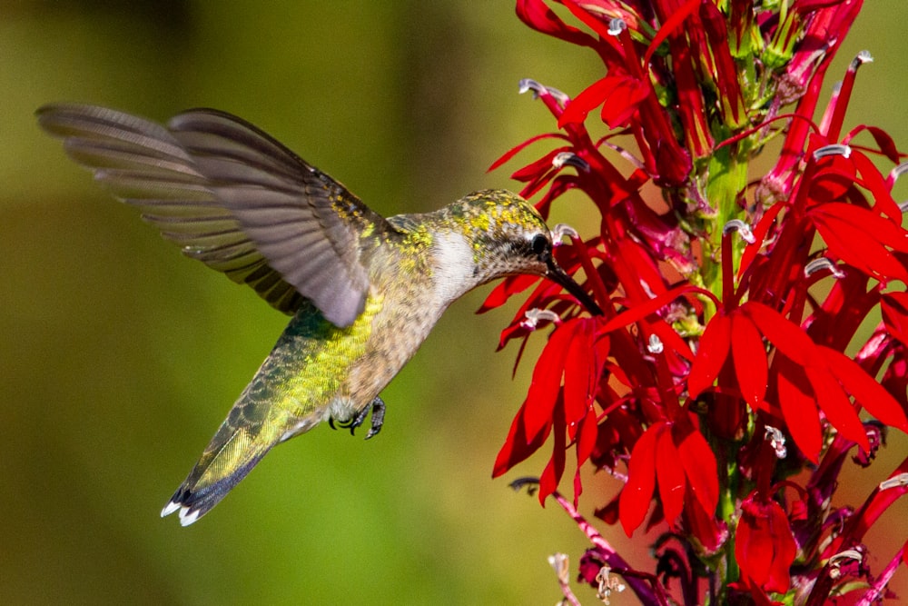 green and white humming bird flying near red flowers