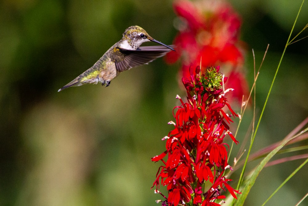brown and green humming bird flying near red flowers
