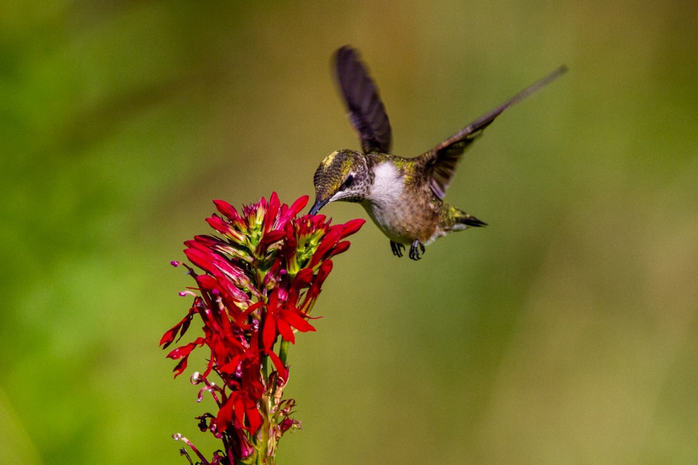 brown and white humming bird flying