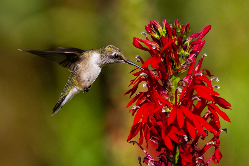 roter und grüner Vogel, der in der Nähe von roten Blumen fliegt