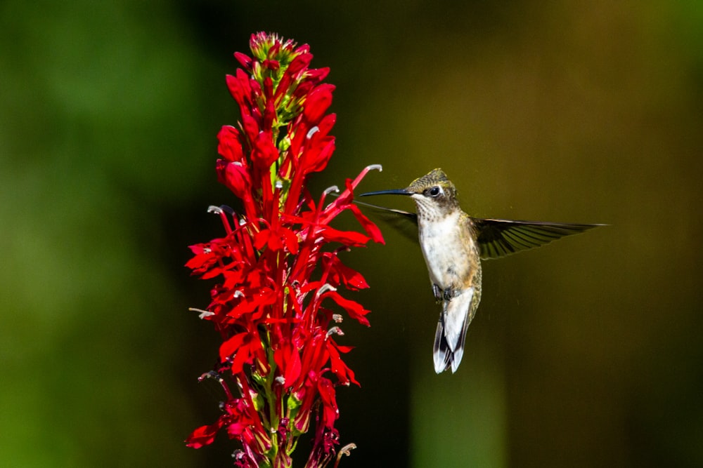 brown and white humming bird flying near red flowers