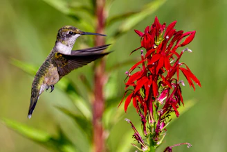 red and brown bird flying near red flowers