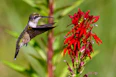 red and brown bird flying near red flowers