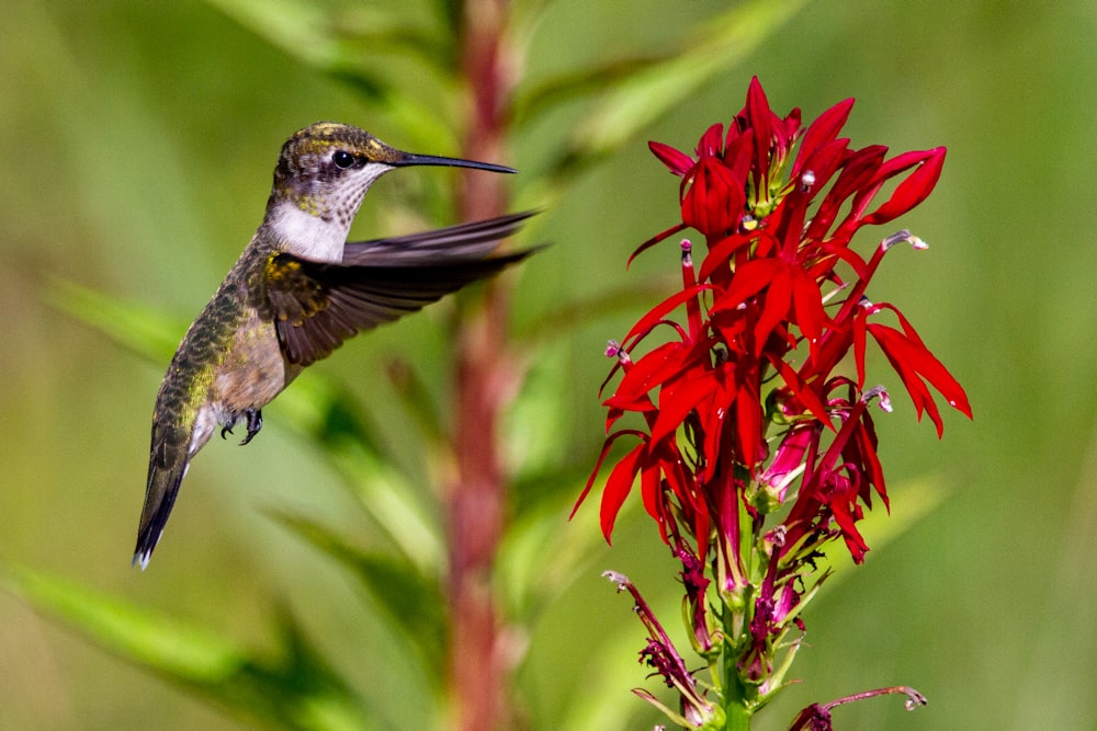 red and brown bird flying near red flowers