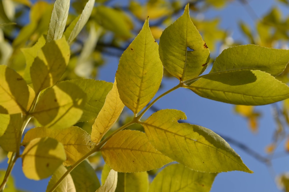 green leaves in tilt shift lens