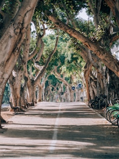 A tree-lined pathway extends into the distance, creating a natural canopy overhead. Sunlight filters through the branches, casting dappled shadows on the paved walkway. Bicycles are parked along the path, and there's signage indicating cycling and pedestrian routes. The scene is serene and inviting.
