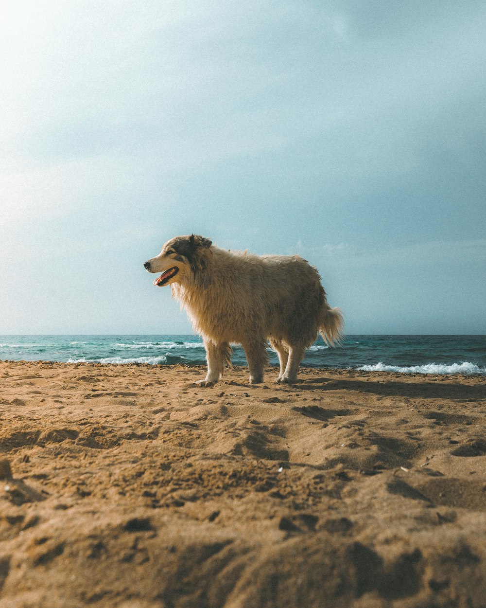 brown long coated dog on beach during daytime