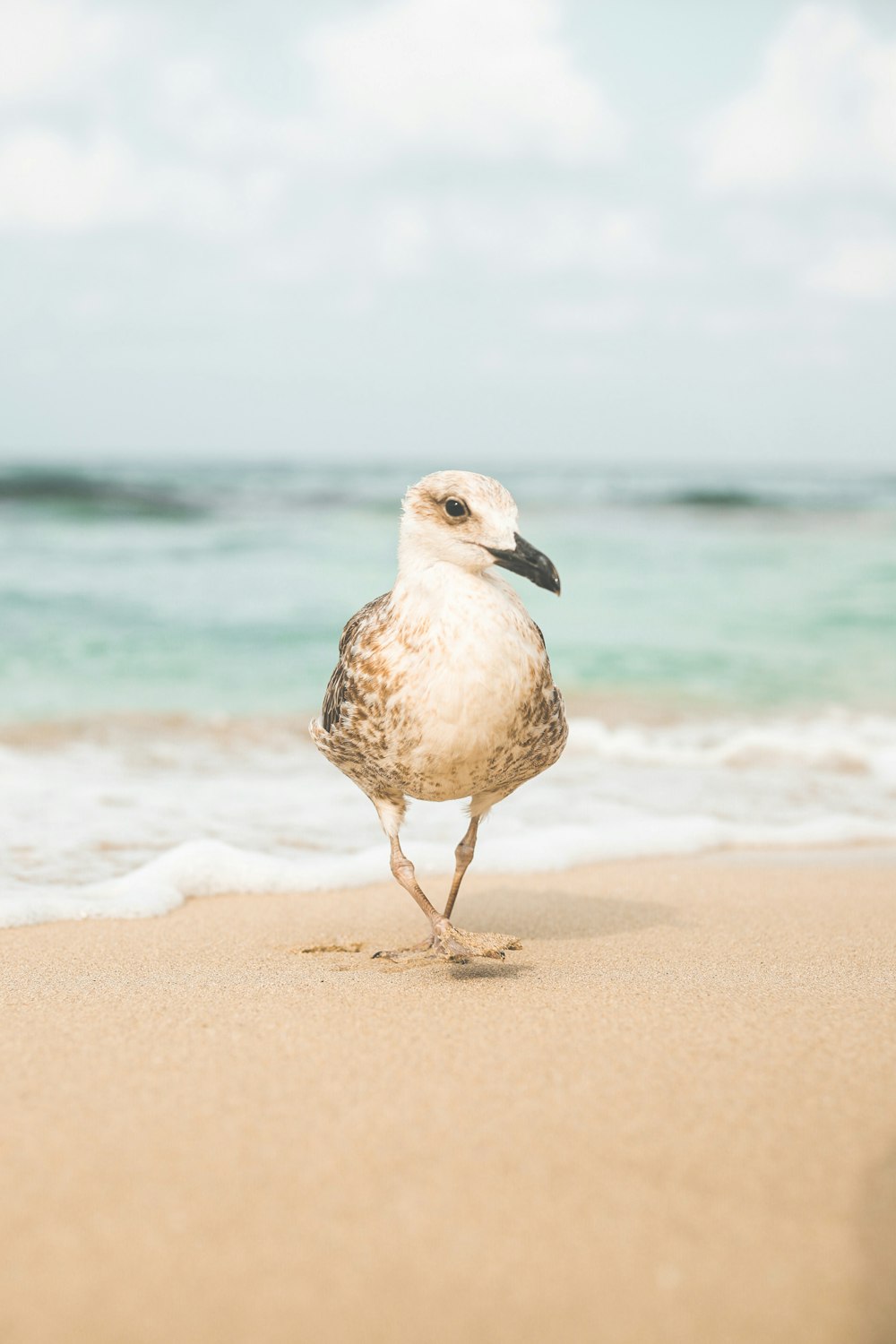 white and gray bird on beach shore during daytime