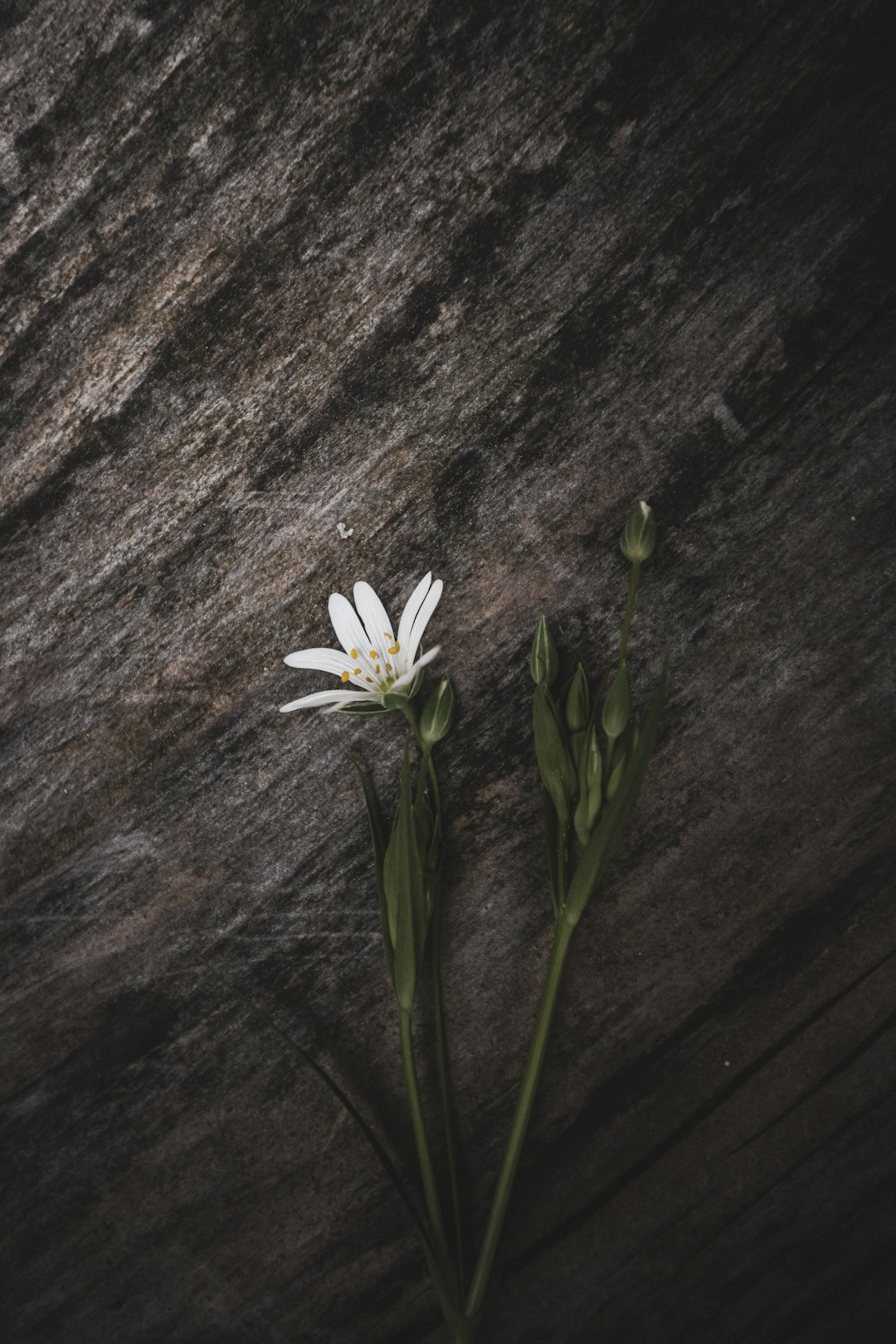 white flower on black rock