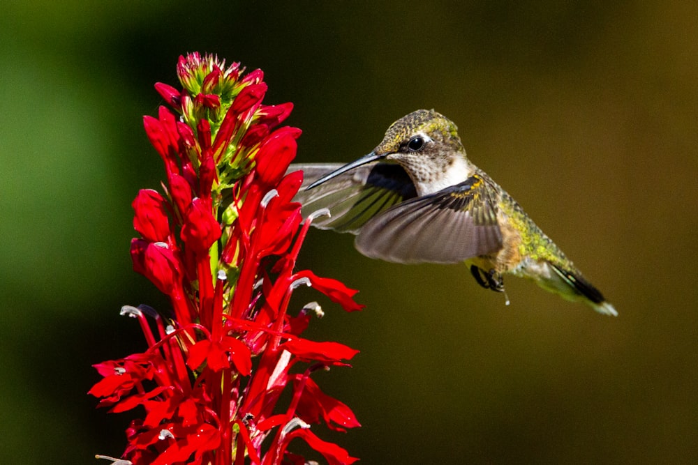 green and white humming bird flying over red flowers