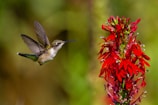 A hummingbird hovering mid-air near a bright red flower.