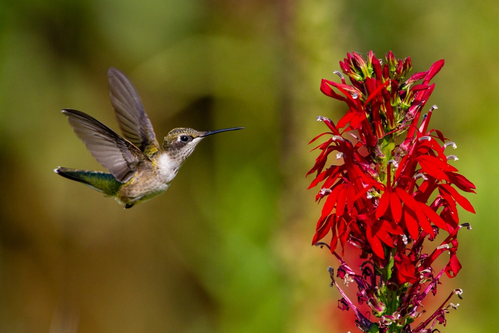 Braun-weißer Kolibri fliegt in der Nähe roter Blumen