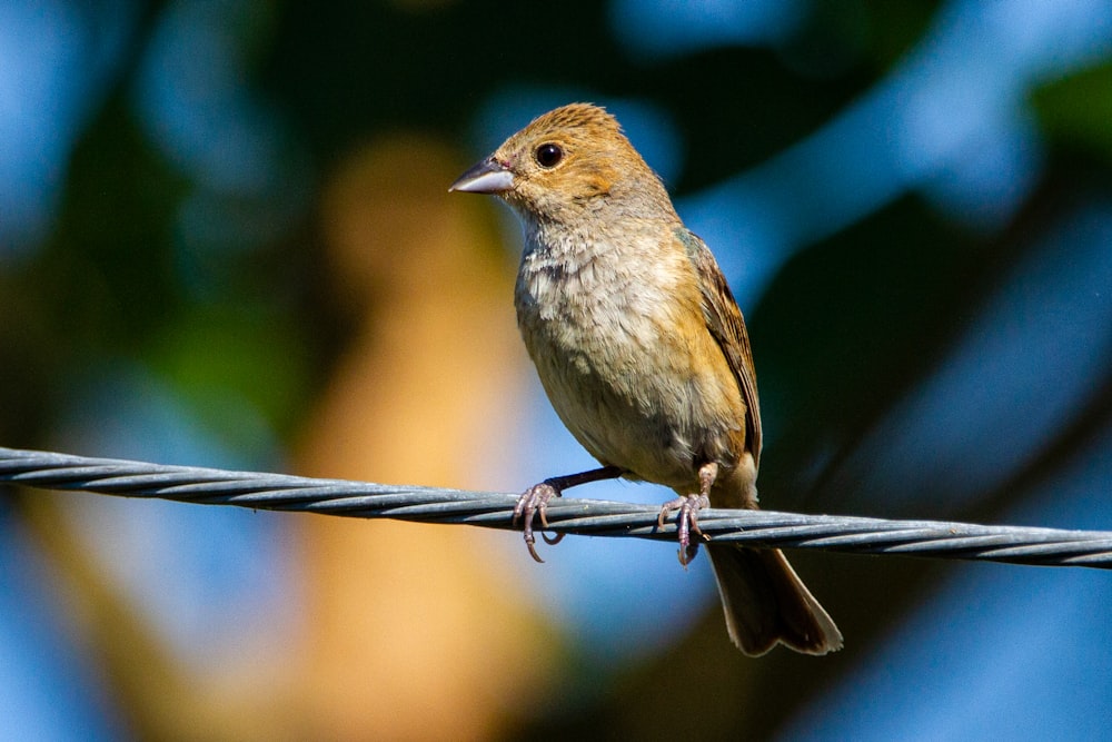 pájaro marrón y negro sobre alambre de metal negro