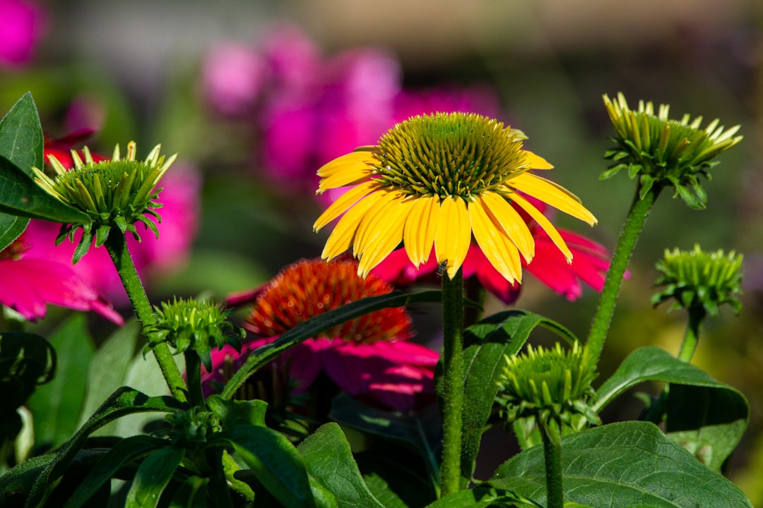 yellow and red flower in tilt shift lens, Coneflowers in bloom.