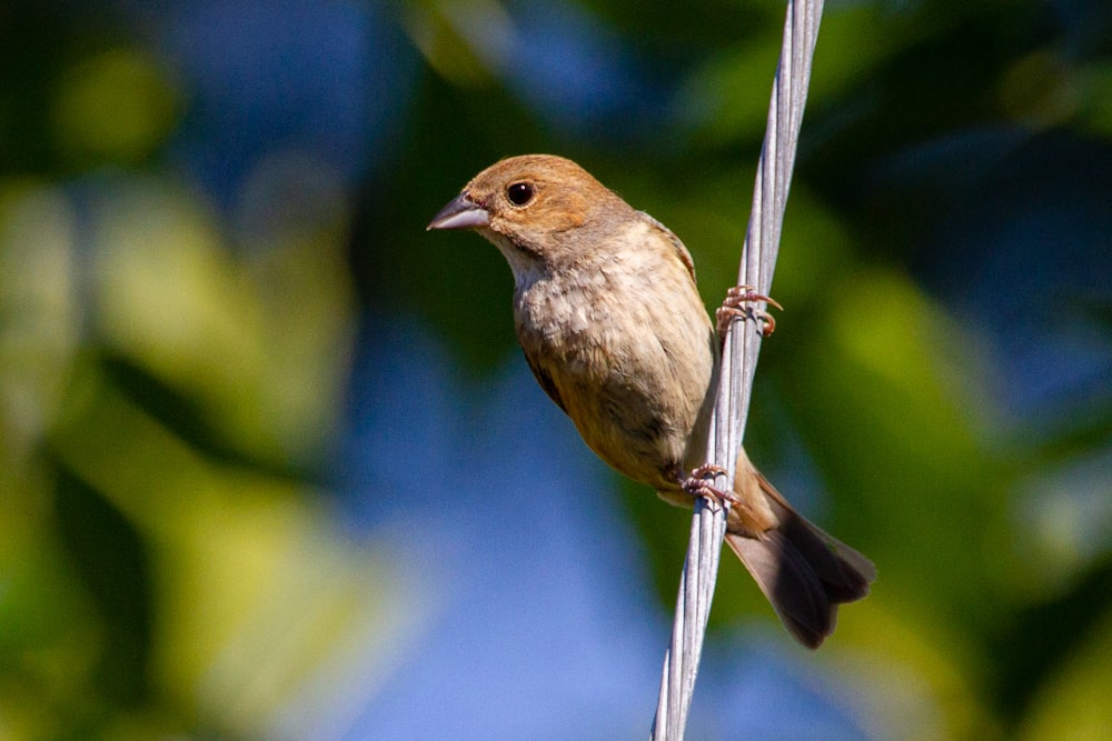 brown bird perched on gray metal bar during daytime