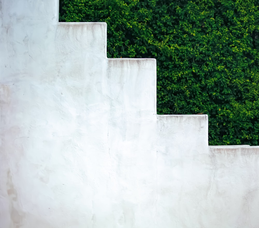 green trees beside white concrete wall