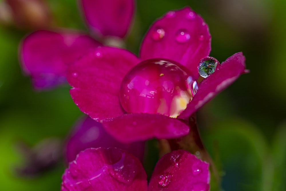 water dew on pink flower