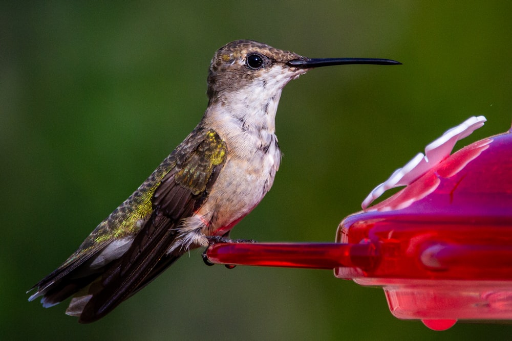 white and green humming bird