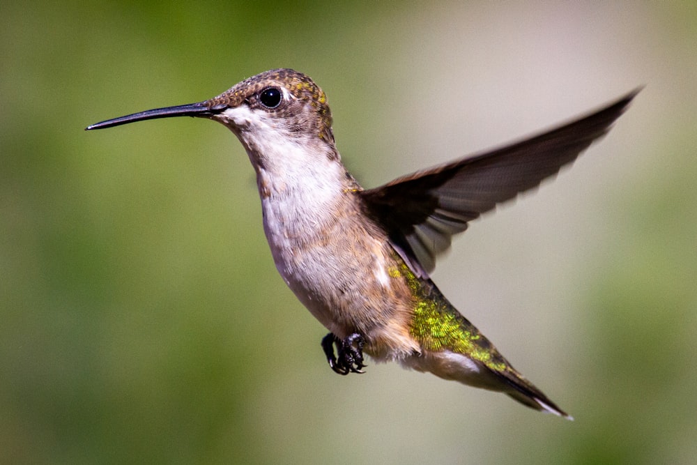 brown and white humming bird